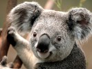 /arquivos/pessoas/111848310519Koala_133_100.jpg
