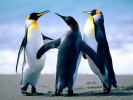 /arquivos/pessoas/193821151119Penguins_133_100.jpg